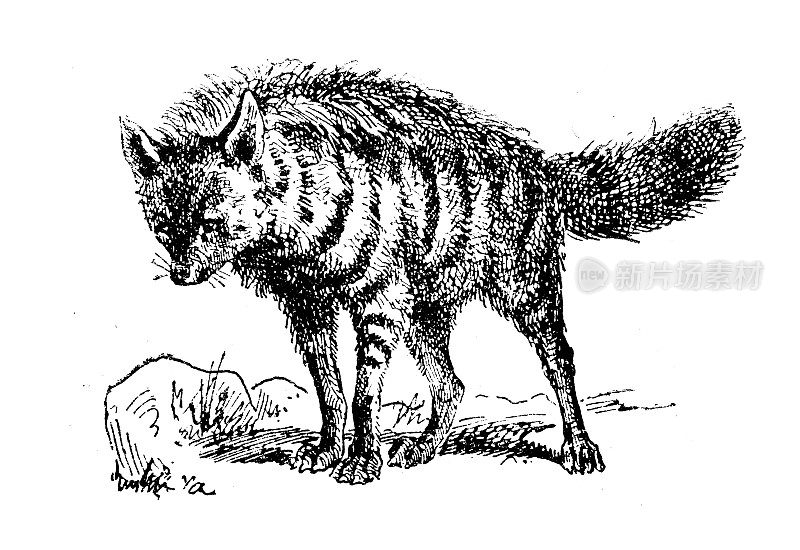古董插图:土狼(Proteles cristata)